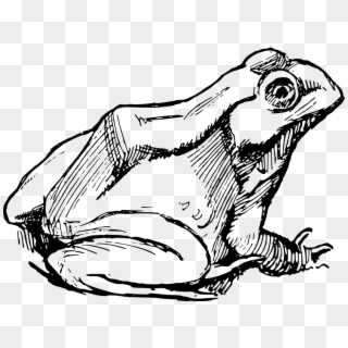 Amphibian Drawing Frog Simple Sketch - Frog Simple, HD Png Download