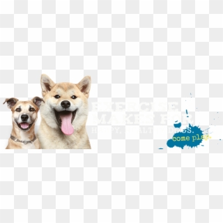 Paw Pals Is A Crate Free Dog Daycare Facility Designed - Akita Inu, HD Png Download