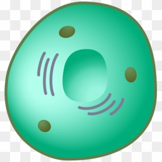 Eukaryot Cell Nucleus - Nucleus Clip Art, HD Png Download