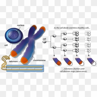 Leave A Reply Cancel Reply - Cell Telomere, HD Png Download