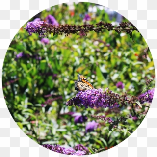 Butterfly Bush Png - Monarch Butterfly, Transparent Png