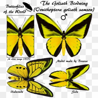 The Goliath Birdwing (niepelt 1913) - 87.9 Fm, HD Png Download