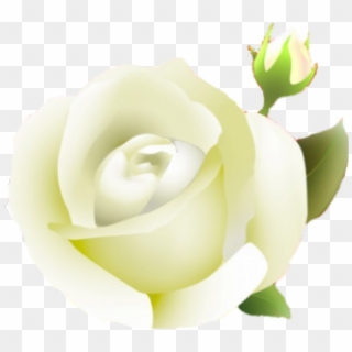 White Rose Clipart Guldasta - Roses Background, HD Png Download