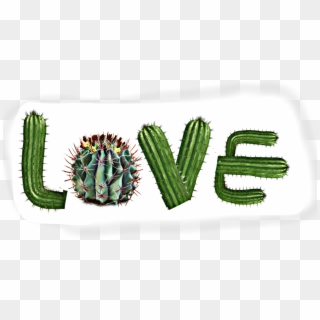San Pedro Cactus, HD Png Download