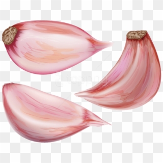 Download Garlic Cloves Png Images Background - Garlic Clove Png, Transparent Png