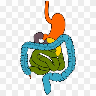 Krishna Surgical Clinic Velachery - Gastrointestinal Tract Clipart, HD Png Download