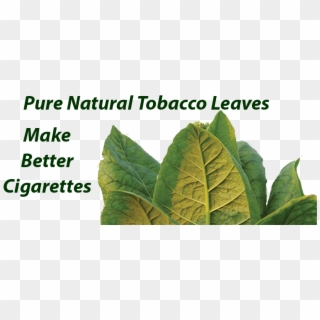 Quality Cigarettes For Sell Online & Others - Collard Greens, HD Png Download
