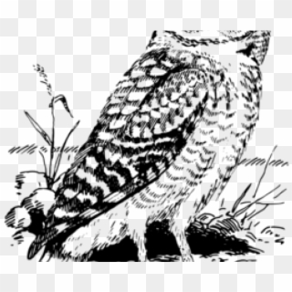 Barred Owl Clipart Black And White - Owl, HD Png Download