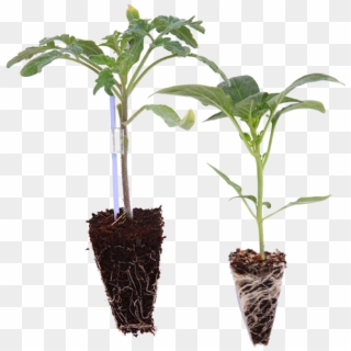 A Vegetable Seedling Should Be Healthy, Possess 3 4 - Houseplant, HD Png Download