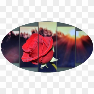 Sunrise On A Red Rose - Sunlight On Red Rose, HD Png Download