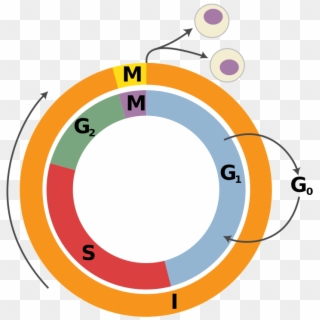 232 × 240 Pixels - Cell Cycle Png, Transparent Png
