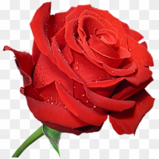 I Am Send You My Love Flowers - Large Picture Of Rose, HD Png Download