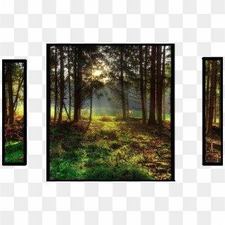 Landscapes Wild Nature Landscape Area Forest Sky Beautiful - Landscape Oil Painting Nature, HD Png Download