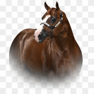 Ive Got People Headsot For Site - Sorrel, HD Png Download