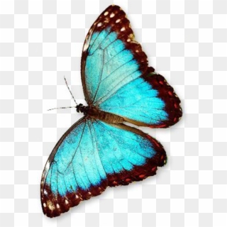 #butterfly #blue #bluebutterfly #wings #flying - Color Of A Butterfly, HD Png Download