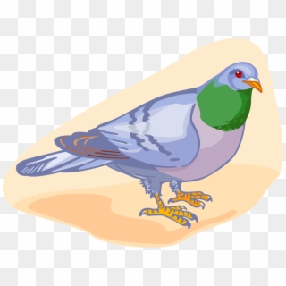 Vector Illustration Of Feathered Vertebrate Pigeon - Partridge, HD Png Download