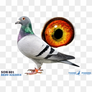 Son - Stock Dove, HD Png Download