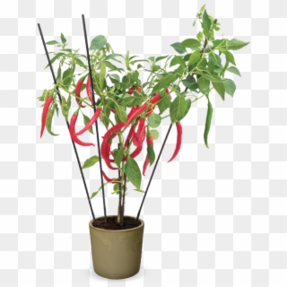 Capsicum Hot 'fire Flame' - Houseplant, HD Png Download