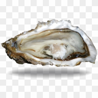 Oysters Png - Shell, Transparent Png