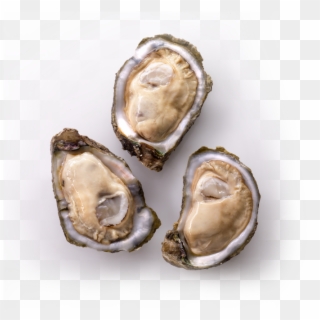 Buy Live & Frozen Oyster - Louisiana Oyster, HD Png Download