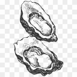 Drawing Of An Oyster Png, Transparent Png