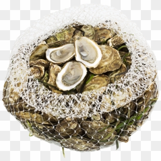 Shemogue Oysters Web - Tiostrea Chilensis, HD Png Download