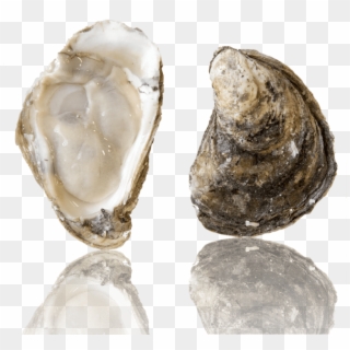 Barcat Oysters, HD Png Download