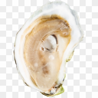 Choose A Specific Maine Oyster - Shell, HD Png Download
