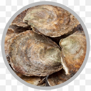 Flat Oysters - European Flat Oyster, HD Png Download