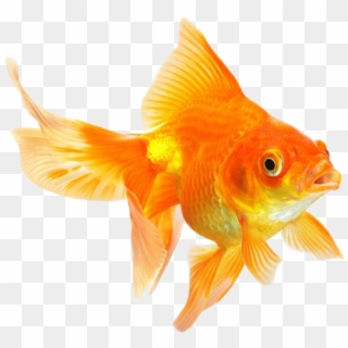 Write - Goldfish Animal, HD Png Download