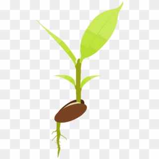 Input Plant And Root, HD Png Download