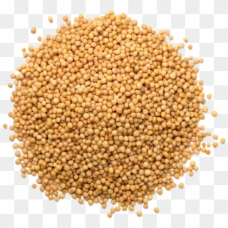 Mustard Seeds Without Bag - Alfalfa Sprouts Seeds, HD Png Download