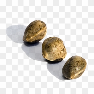 Milwaukie Cannabis Seeds 3 Seed - Cannabis Seeds Png, Transparent Png