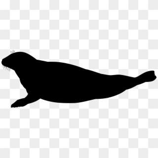 Cat Silhouette Sea Lion Black Download - Seal Silhouette, HD Png Download