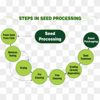 Steps In Seed Processing Png - Inside Of A Seed, Transparent Png