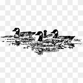 This Free Icons Png Design Of Aleutian Geese Swimming, Transparent Png