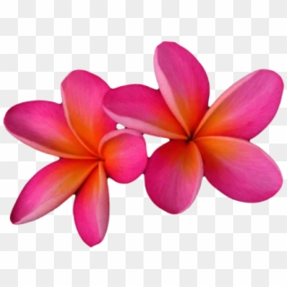 Welcome To Northern Tropical Plants - Pink Frangipani Png Format, Transparent Png