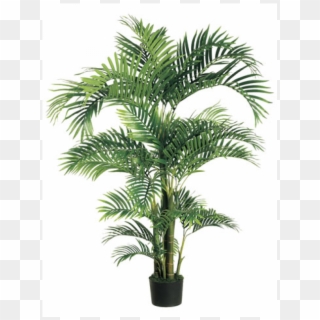 6' Tropical Kentia Palm Tree In Plastic Pot Green - Palm Trees, HD Png Download