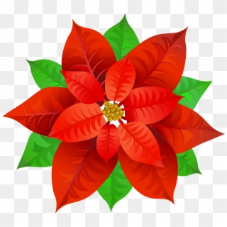 Poinsettia Transparent Png Image, Png Download