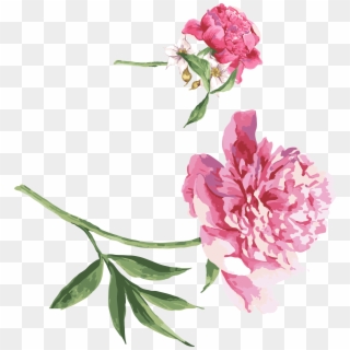Moutan Peony Watercolor Painting Download - Wishing For Quick Recovery, HD Png Download