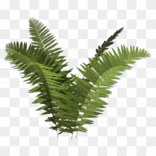 Fern Clipart Different Plant - Transparent Background Fern Clipart, HD Png Download