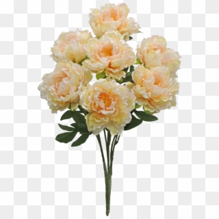 Peach Peony Bush X7 Sale Item - Garden Roses, HD Png Download