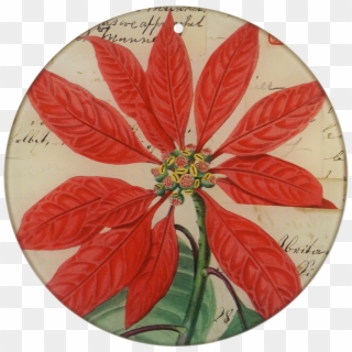 Poinsettia, HD Png Download