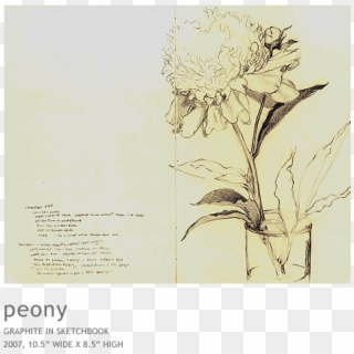 Peony - Sketch, HD Png Download