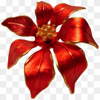 671 X 671 0 - Poinsettia, HD Png Download