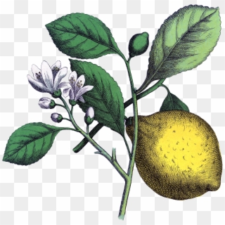 Transparent Fruit Tree Png - Lemon Illustration Vintage, Png Download