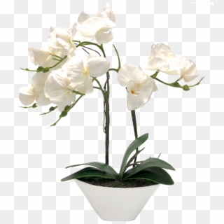 Transparent White Orchids Png - Vase Orchid White Png, Png Download