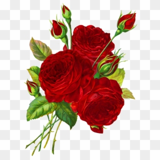 Red Roses Png - Rose Drawing Transparent Background, Png Download