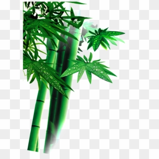 Beautiful High Definition Green Bamboo Leaves Png - Bamboo, Transparent Png