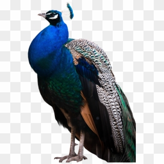 Peacock Png, Transparent Png